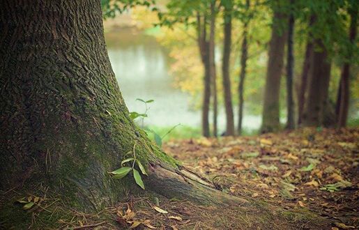 Baumstamm im Wald