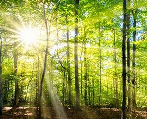 Sonnenstrahlen im hellgrünen Frühsommerwald
